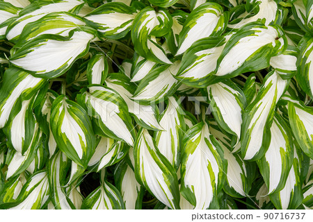 Plantain lilies, Hosta plant in the garden. Close-up green and white leaves, background. 90716737