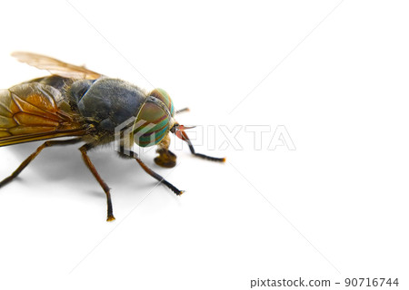macro shoot of Big gadfly isolated on a white background, macro shoot of Big gadfly isolated on a white background, 90716744