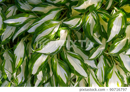 Plantain lilies, Hosta plant in the garden. Close-up green and white leaves, background. 90716797