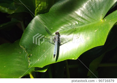 在水面上的水尾蜻蜓 90716879