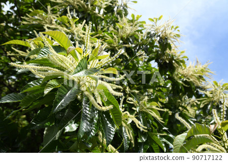 Chestnut flowers 90717122