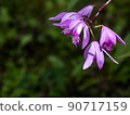 Purple 90717159