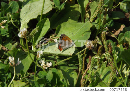 Benic shima停在葉子上 90717558