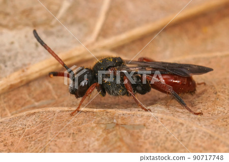 Closeup on the dark form of the colorful red Fabricious' nomad bee, Nomada fabriciana 90717748
