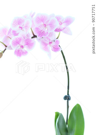 Mini Phalaenopsis orchid flower with pink streaks on a white background bright background Mini Phalaenopsis orchid flower with pink streaks on a white background bright background 90717751