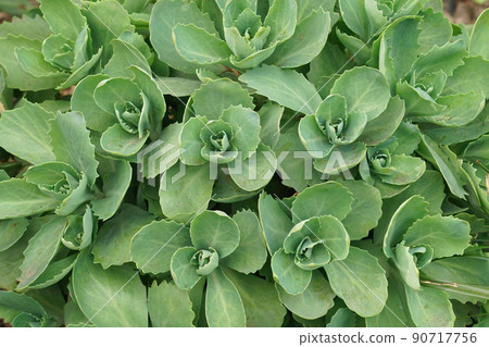 Closeup on an emerging orpine, livelong succulent plant, Sedum or Hylotelephium telephium Closeup on an emerging orpine, livelong succulent plant, Sedum or Hylotelephium telephium 90717756