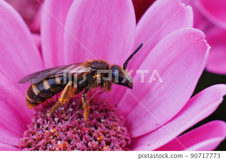 Closeup on a female common furrow bee, Lasioglossum calceatum, sitting on a purple flower Closeup on a female common furrow bee, Lasioglossum calceatum, sitting on a purple flower 90717773