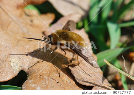 Closeup on a parasitic dark-edged, or large bee-fly, Bombylius major, resting on the soil Closeup on a parasitic dark-edged, or large bee-fly, Bombylius major, resting on the soil 90717777