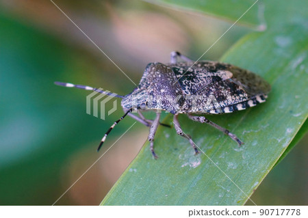 Closeup on an overwintering mottled shieldbug , Rhaphigaster nebulosa in the garden 90717778