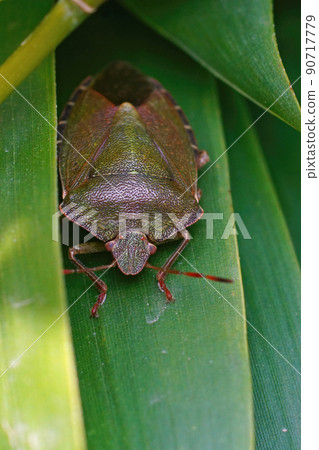 Vertical closeup on the green shieldbug, Palomena prasina, hdiding in the bamboo 90717779