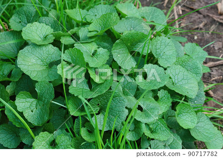 Closeup on an fresh emerging emerging garlix mustard plant, Alliaria petiolata Closeup on an fresh emerging emerging garlix mustard plant, Alliaria petiolata 90717782