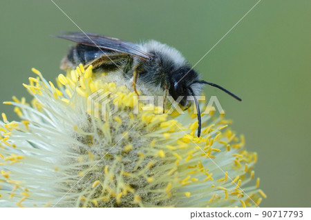 Closeup of a male grey-backed mining bee, Andrena vaga, eating pollen form goat willow, salix caprea 90717793
