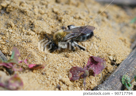 Closeup on a female of the endangered nycthemeral minder bee, Andrena nycthemera , digging a nest 90717794