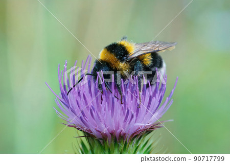 Closeup on a small garden bumblebee, Bombus hortorum, drinking nectar form a purple thistle flower Closeup on a small garden bumblebee, Bombus hortorum, drinking nectar form a purple thistle flower 90717799
