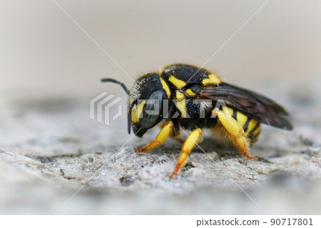 Closeup on female European rotund resin bee, Anthidiellum strigatum, sitting on wood Closeup on female European rotund resin bee, Anthidiellum strigatum, sitting on wood 90717801