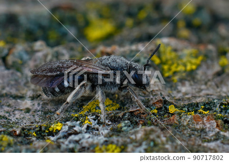 Closeup on a dark black female furrow bee, Lasioglossum costulatum covered with pollen from Bellflowers, Campanula Closeup on a dark black female furrow bee, Lasioglossum costulatum covered with pollen from Bellflowers, Campanula 90717802