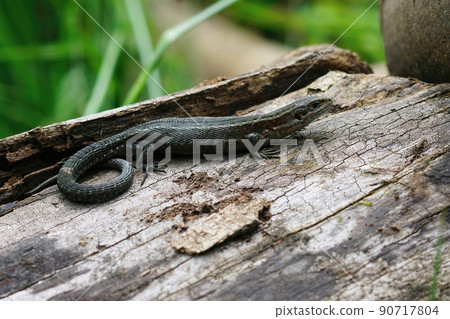 Closeup on a European live bearing lizard, Zootoca vivpare, sitting on wood 90717804