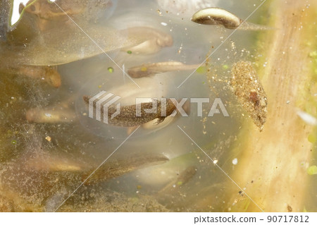 Closeup on a developping larvae in an eggsac of the Northwestern mole salamander, Ambystoma gracile Closeup on a developping larvae in an eggsac of the Northwestern mole salamander, Ambystoma gracile 90717812