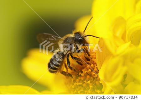 Closeup on a male leafcutter solitary bee, Megachile, drinking nectar form a yellow Helenium flower Closeup on a male leafcutter solitary bee, Megachile, drinking nectar form a yellow Helenium flower 90717834