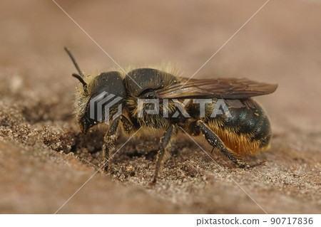 Closeup on a female Jersey mason be, Osmia niveata sitting on wood Closeup on a female Jersey mason be, Osmia niveata sitting on wood 90717836