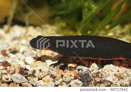 Closeup on an aquatic adult female Chinese fire-bellied newt, Cynops orientalis , underwater on gravel 90717842