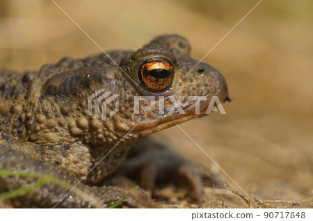 Closeup on a female European common toad , Bufo bufo, in the garden Closeup on a female European common toad , Bufo bufo, in the garden 90717848
