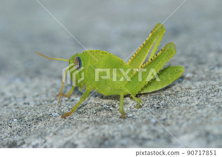 Closeup on a green nymph of the Egyptian grasshopper, Anacridium aegyptium sitting on a stone 90717851