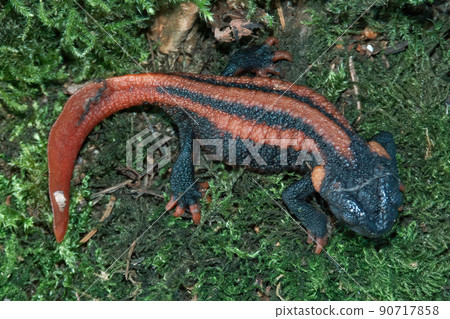 Closeup on an adult of the endangered Red-tailed Knobby Newt ,Tylototriton kweichowensis on green moss Closeup on an adult of the endangered Red-tailed Knobby Newt ,Tylototriton kweichowensis on green moss 90717858