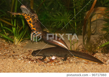 Closeup on a male and female Italian crested newt Triturus carnifex underwater Closeup on a male and female Italian crested newt Triturus carnifex underwater 90717860