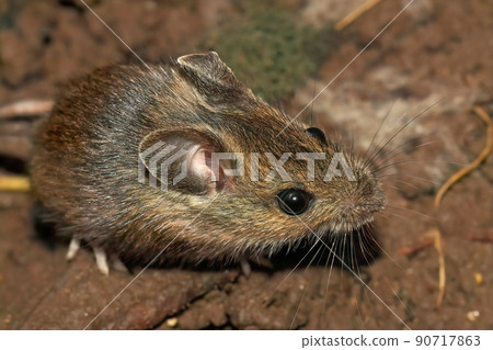 Closeup on a cute small longtailed wood mouse, Apodemus sylvaticus, sitting on the ground Closeup on a cute small longtailed wood mouse, Apodemus sylvaticus, sitting on the ground 90717863
