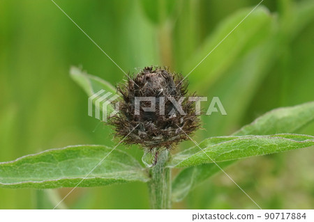 Closeup on a sclosed flower bud of purple knapweed, Centaurea jacae Closeup on a sclosed flower bud of purple knapweed, Centaurea jacae 90717884