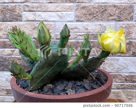 仙人掌花蕾 仙人掌花蕾 90717886