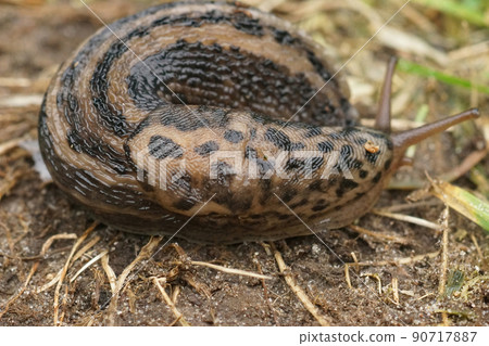 Closeup on the grey leopard slug , Limax maximus curled up on the ground 90717887