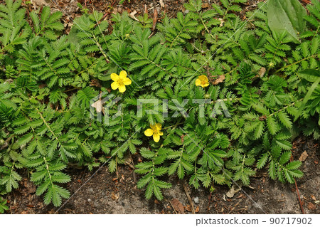 Closeup on common silverweed , Potentilla anserina growing on the roadside 90717902