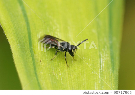 Closeup on a small male White jawed, Yellow face bee , Hylaeus communis sitting on a leaf Closeup on a small male White jawed, Yellow face bee , Hylaeus communis sitting on a leaf 90717965