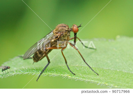 Closeup on a dance fly, Empis livida sitting on a green leaf Closeup on a dance fly, Empis livida sitting on a green leaf 90717966