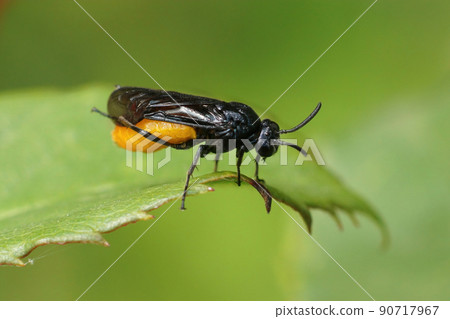 Closeup on the colorful orange and black sawlfy, Arge pagana sitting on a green leaf Closeup on the colorful orange and black sawlfy, Arge pagana sitting on a green leaf 90717967