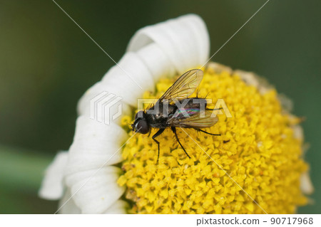 Closeup on a Pouting Woodlouse-fly , Rhinophora lepida sitting on a yellow flower in the garden Closeup on a Pouting Woodlouse-fly , Rhinophora lepida sitting on a yellow flower in the garden 90717968