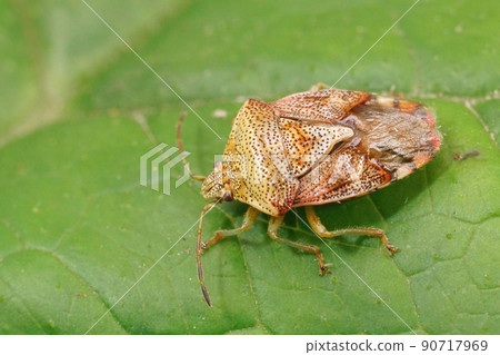 Closeup on the Parent bug, Elasmucha grisea sitting on a green leaf 90717969