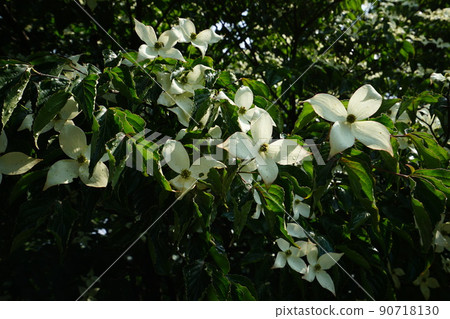 Bukhansan. National Park. Kalbawi. Bohyeonbong. Samgaksan. Bogukmun. Bukhansanseong Fortress Bukhansan. National Park. Kalbawi. Bohyeonbong. Samgaksan. Bogukmun. Bukhansanseong Fortress 90718130