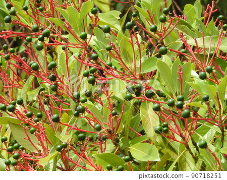 Fruit of Tubukino Fruit of Tubukino 90718251