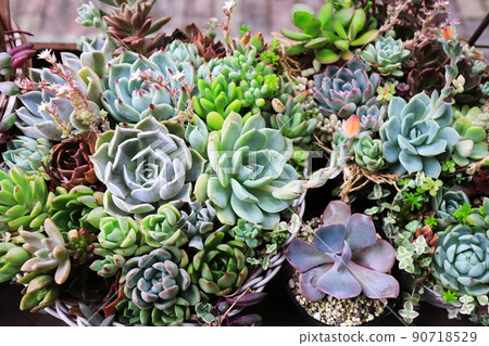 A wide variety of succulent plants 90718529