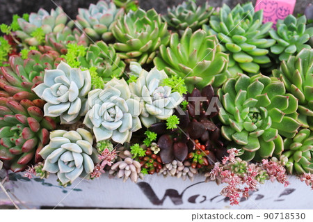 A wide variety of succulent plants 90718530