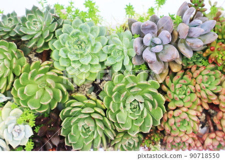 A wide variety of succulent plants 90718550