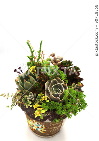 A wide variety of succulent plants 90718559