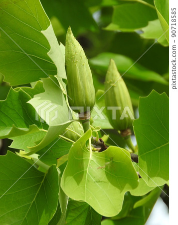 百合樹果實 90718585