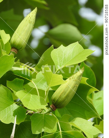 百合樹果實 百合樹果實 90718588
