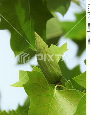 Lily tree fruit Lily tree fruit 90718675