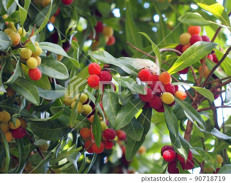 Bayberry that has begun to color (the fruit of the bayberry in the sunlight through the trees) 90718719