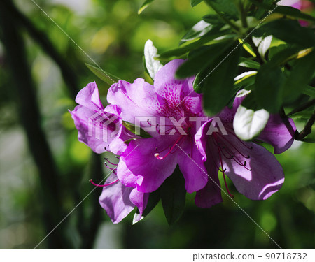 A pink flower blooming at the tip of a low branch of a natural tree-shaped azalea that is exposed to sunlight through the trees_Sunny side 1 A pink flower blooming at the tip of a low branch of a natural tree-shaped azalea that is exposed to sunlight through the trees_Sunny side 1 90718732